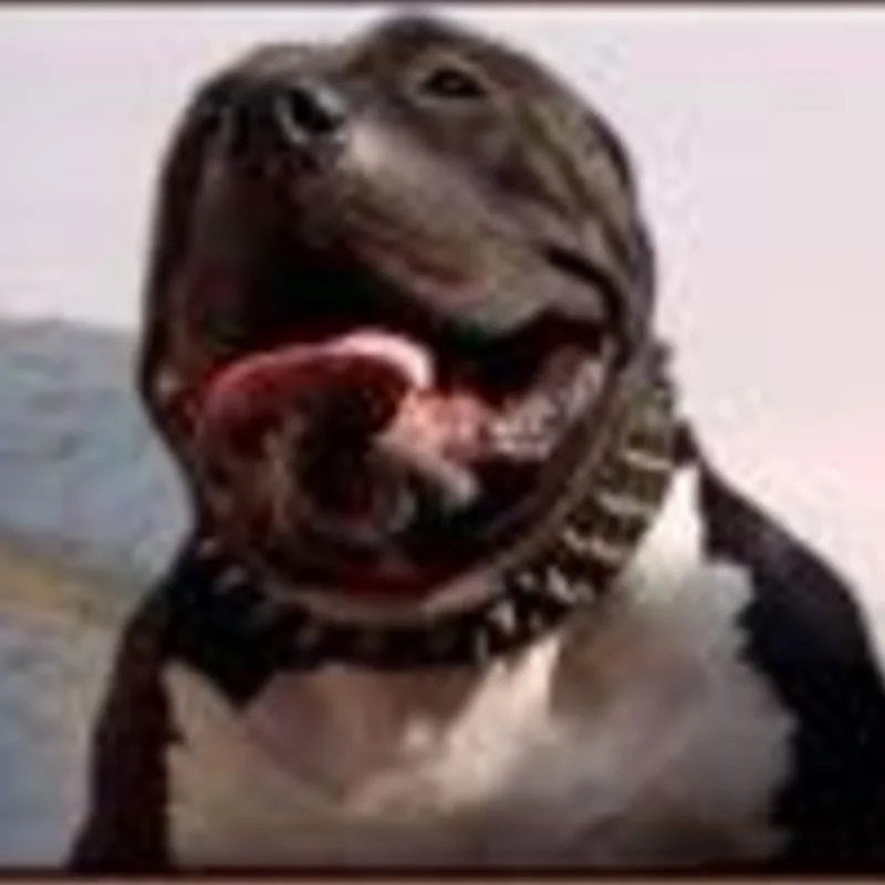Mogoa Du Bully Monster Wolrd