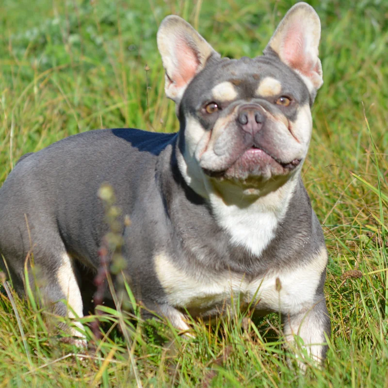 Afton Emerald, Bouledogue français