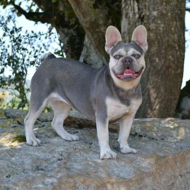 UHLSBullz Lisa, Bouledogue français