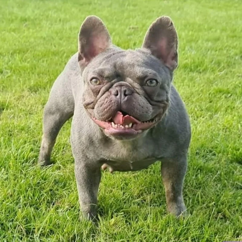 Phatdaibulls Purple Lass