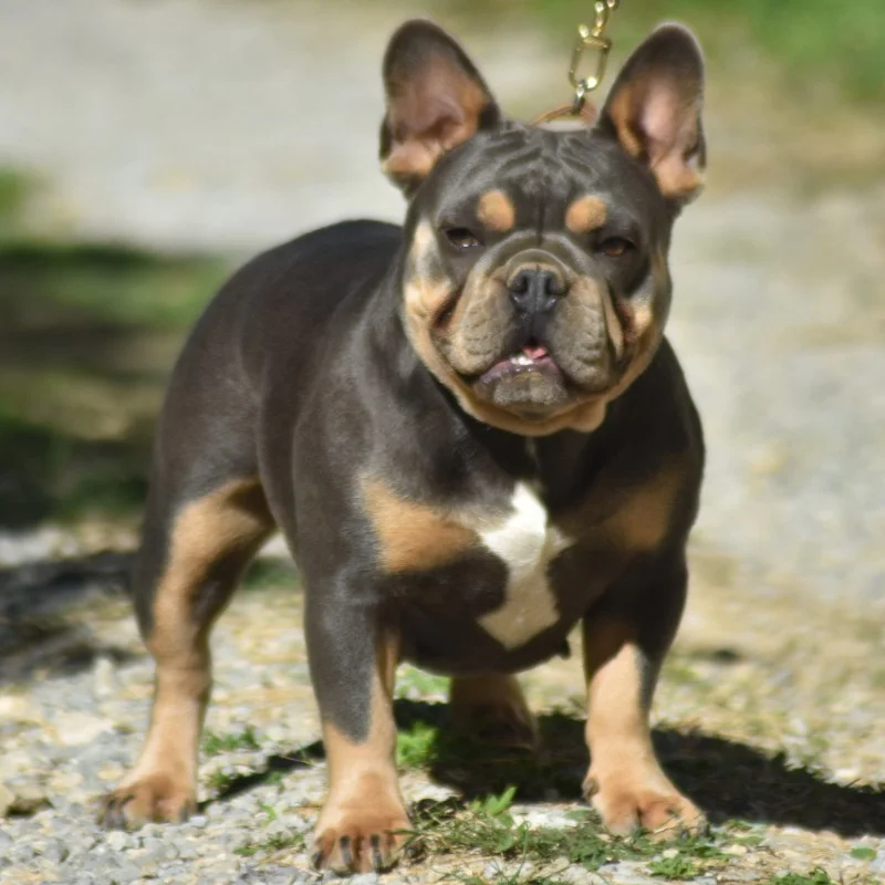 Kena Of Madinina French Bulldogs