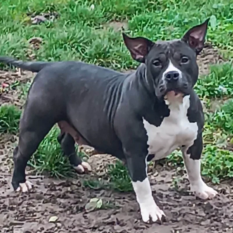 RMD Kennel Bullma