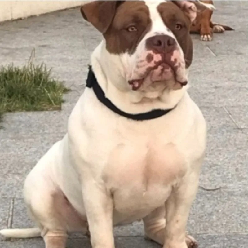 Gorilla Bully Kali