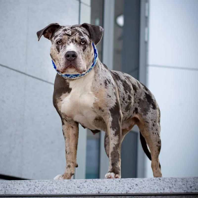 Texas, American Bully