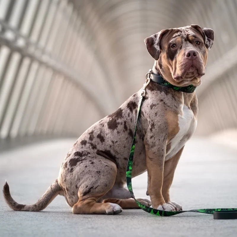Chicago, American Bully
