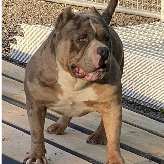 Zeus