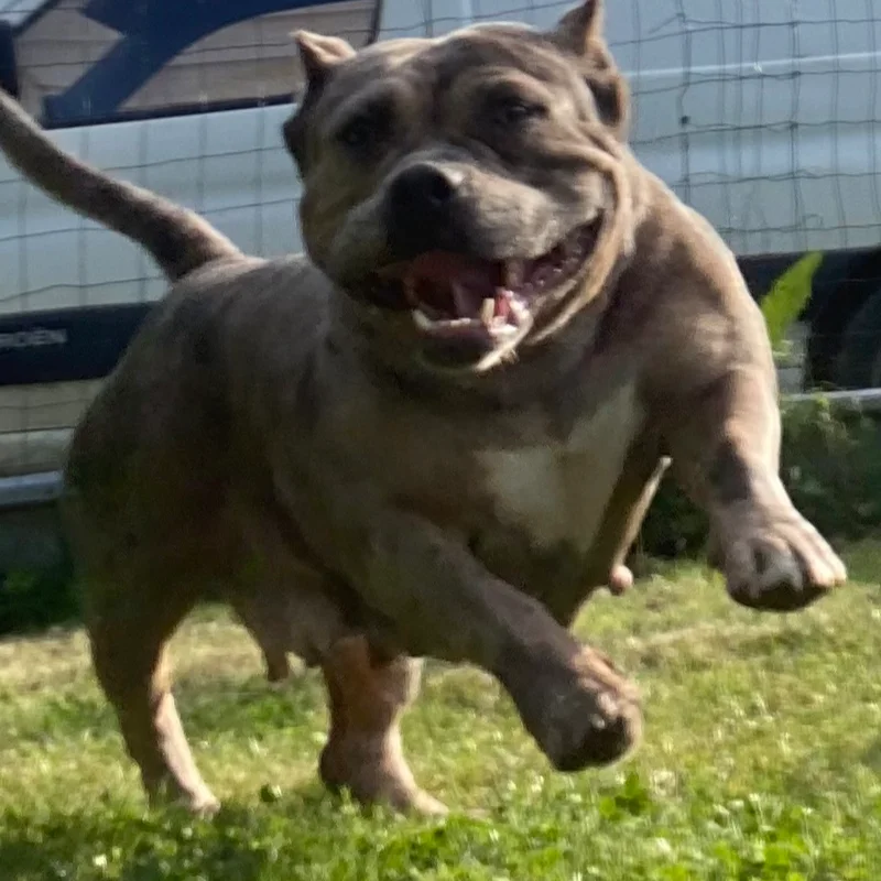 Bully Camp Niglo Frigg