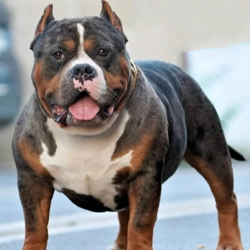 Big Team Bully's Ghost