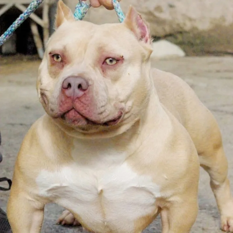 Phoenix Bully's Kennel Harley