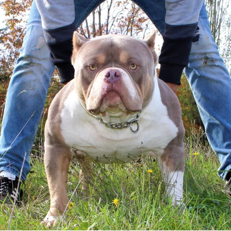Galibully's Play Boy