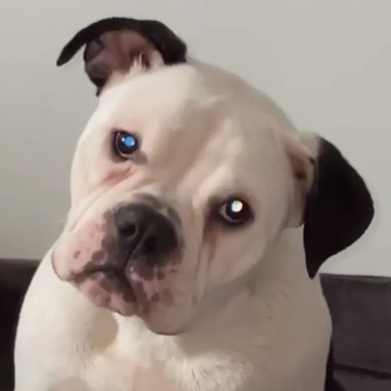 Raven Fidjy Of Furioza Bull, American Bully