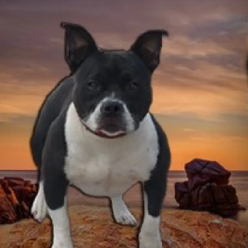 Dheedene's Pookie