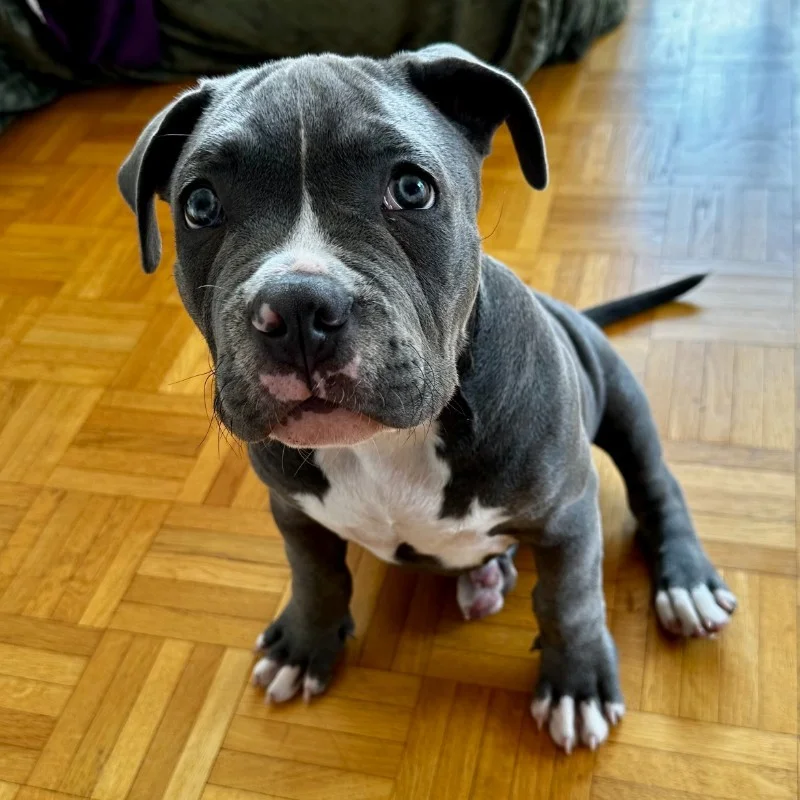 Bob Of Furioza Bull, American Bully