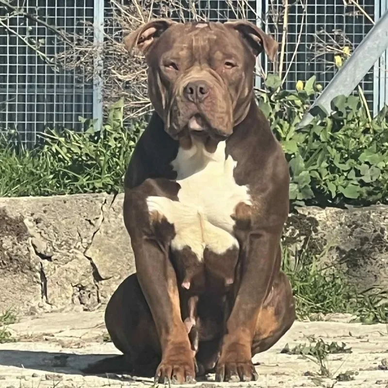 Bully Camp Niglo Freya