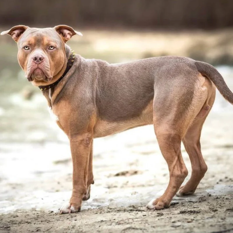 Gang Of Ladies Atlanta, American Bully