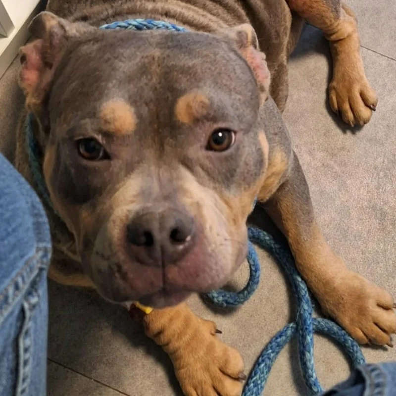 Phoenix Bully's Kennel Banshee