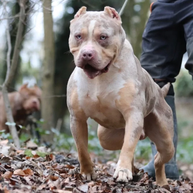 Illicit Bullies Ghost