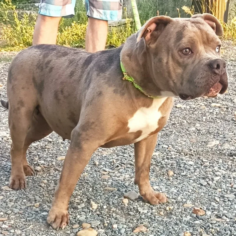 Kira Bully'z Merle Show