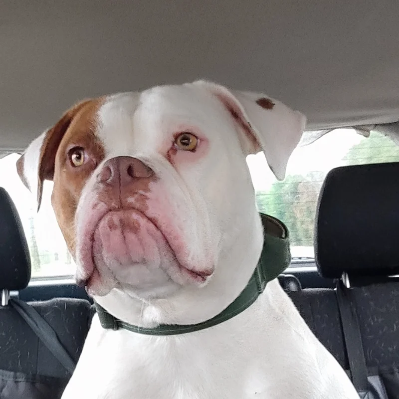 GazteAbulls Uzzi      - Bouledogue Americain FBKC