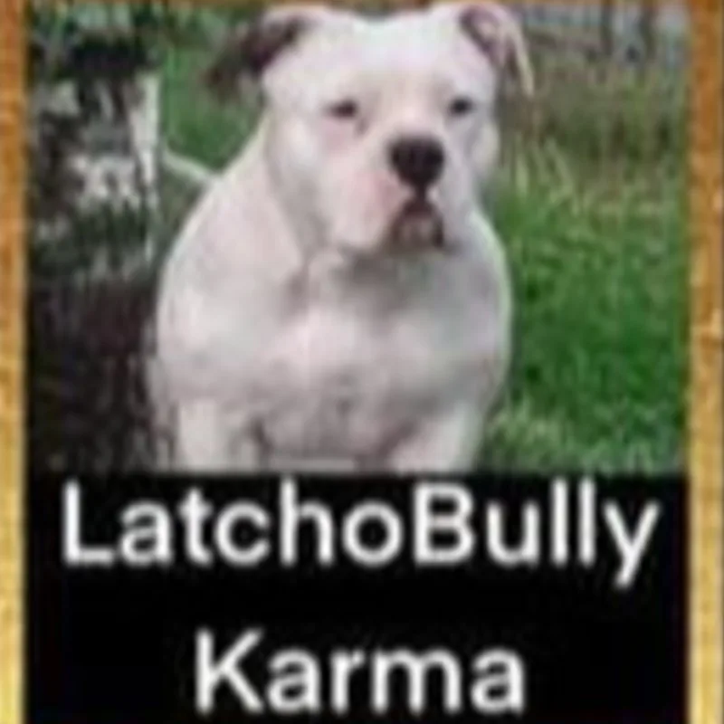 Latcho Bully Karma