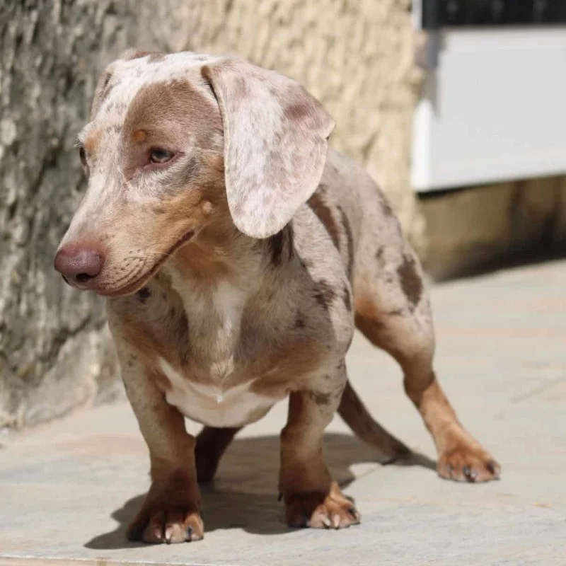 Merguez, Dachshund