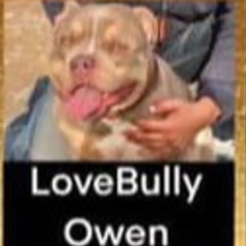 Lovebully Owen