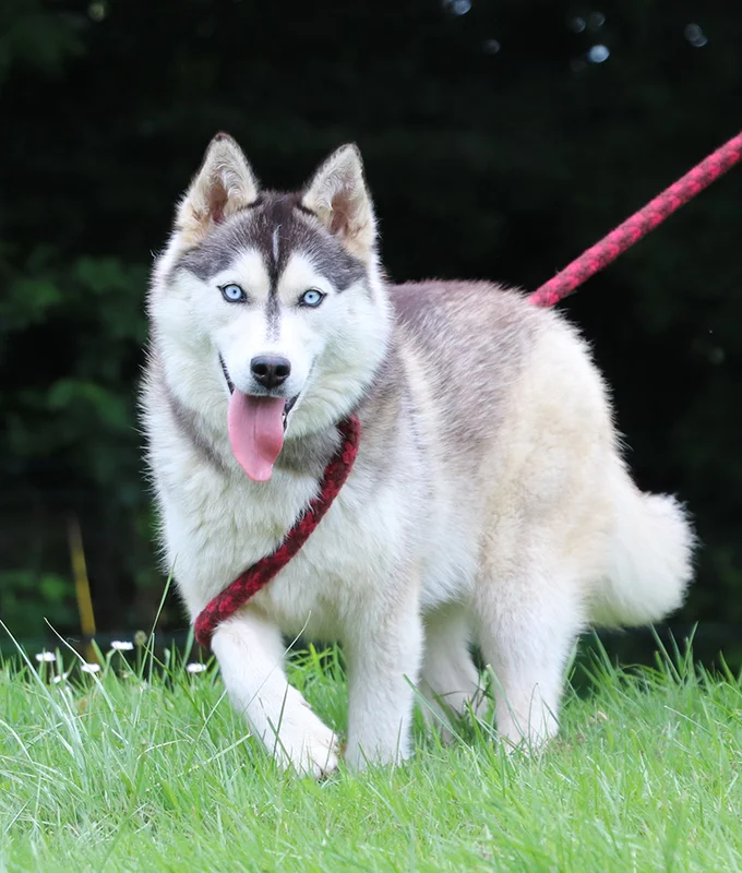 Tourette (F2B), Pomsky
