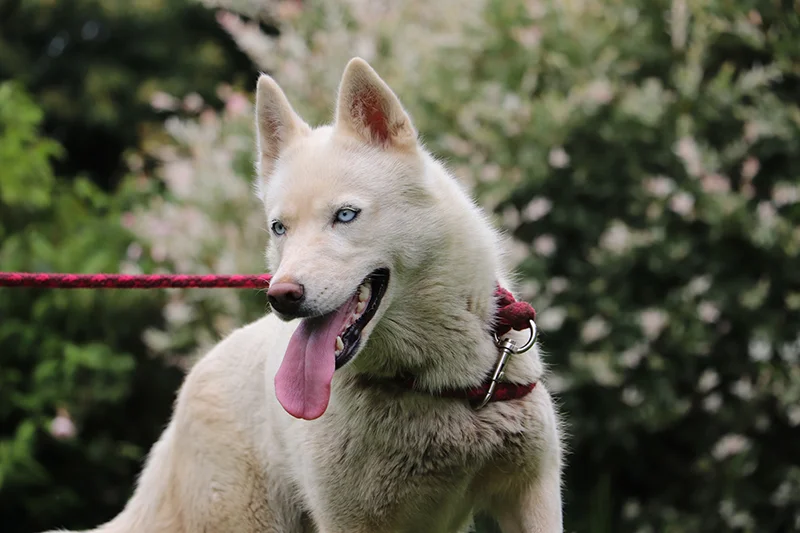 Snow, Husky