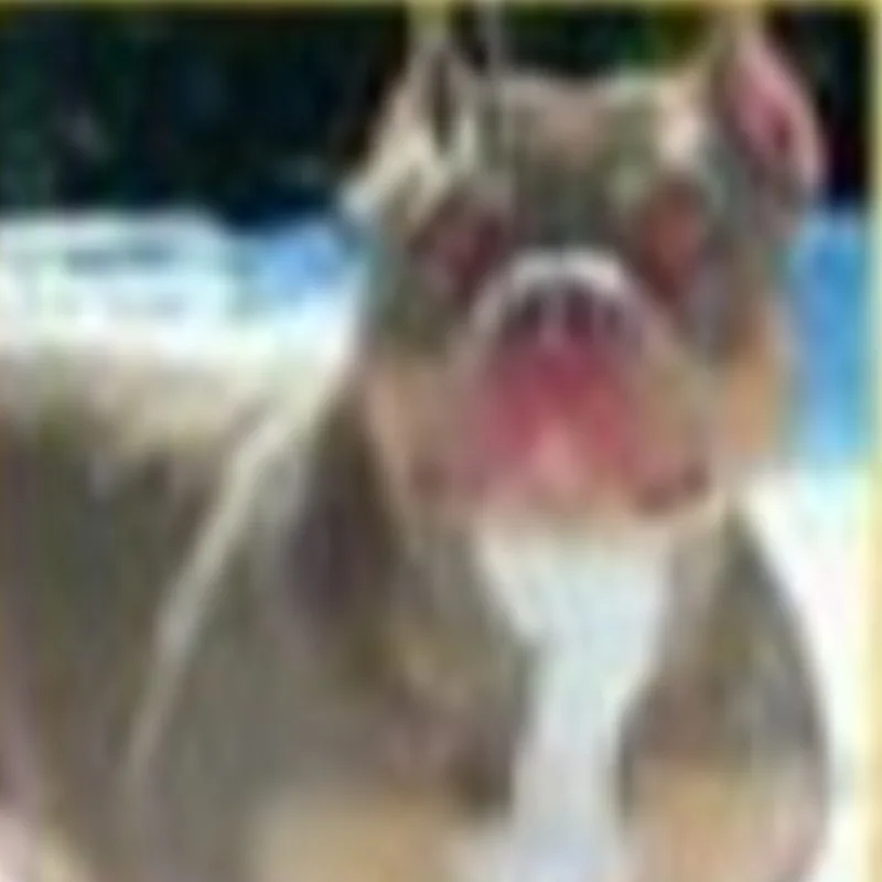 Mato Bully's Miss Diamond