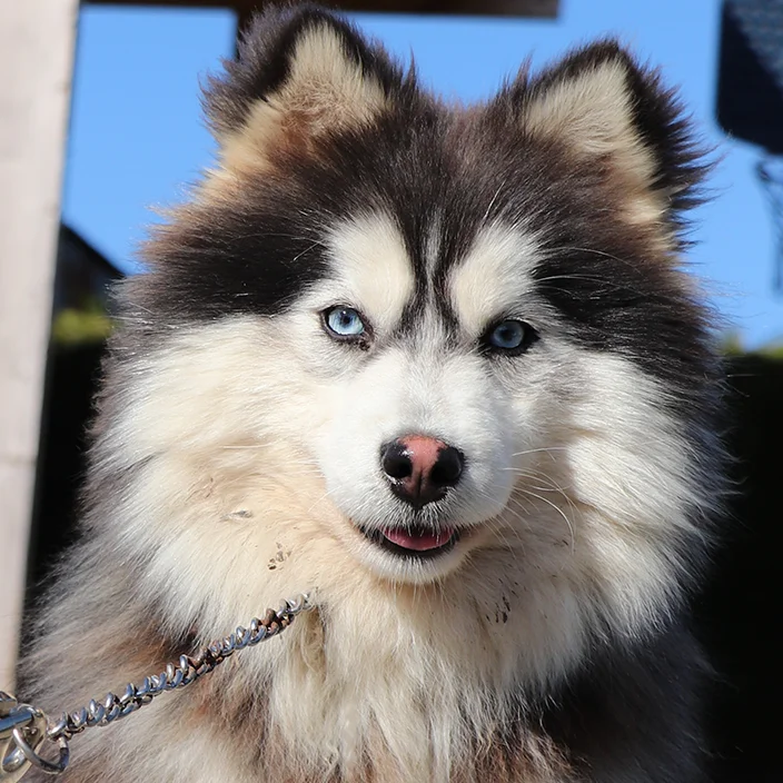 Ares des Fleurs de Lys, dit Vaudou (F2), Pomsky
