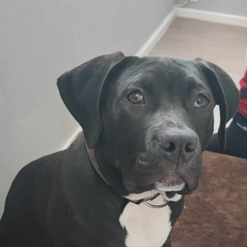 Max of Furioza Bull, American Bully