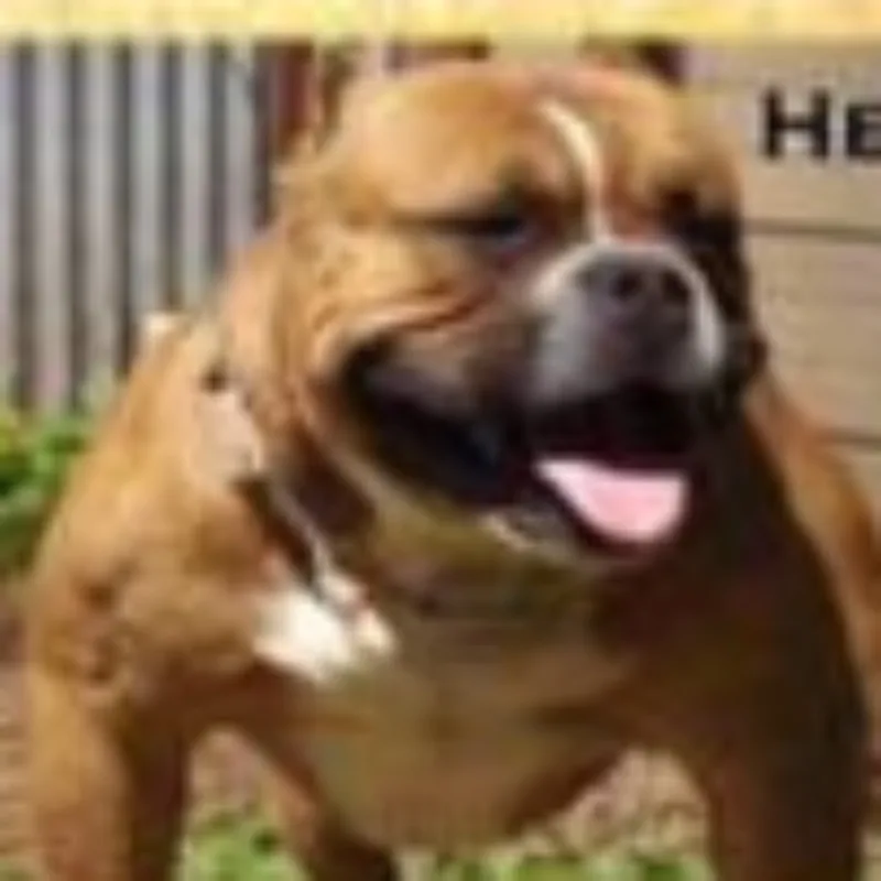 Muscletone's Hell Boy