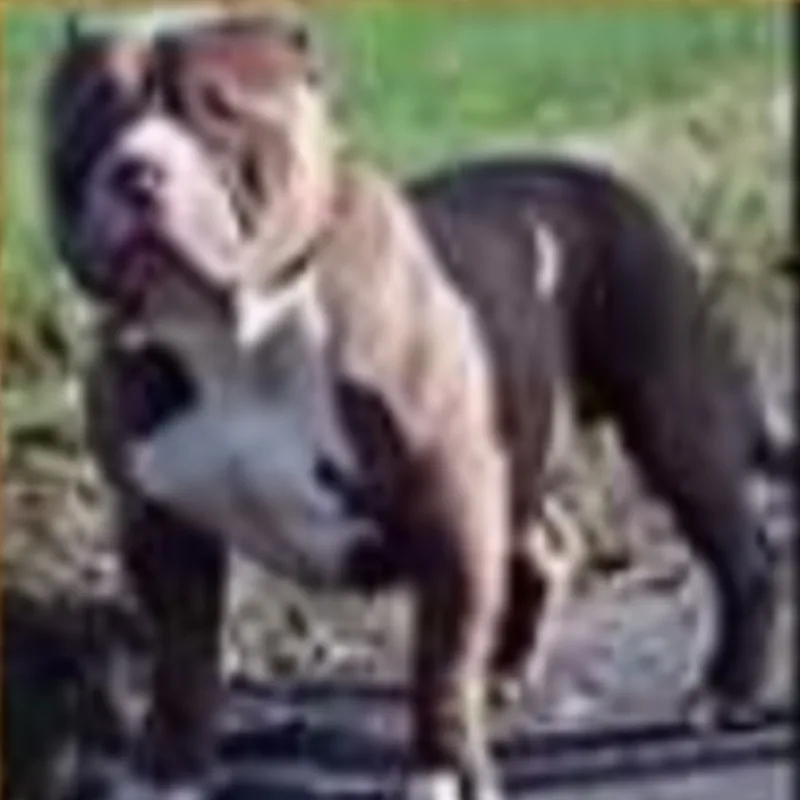 Muscletone's Rocco