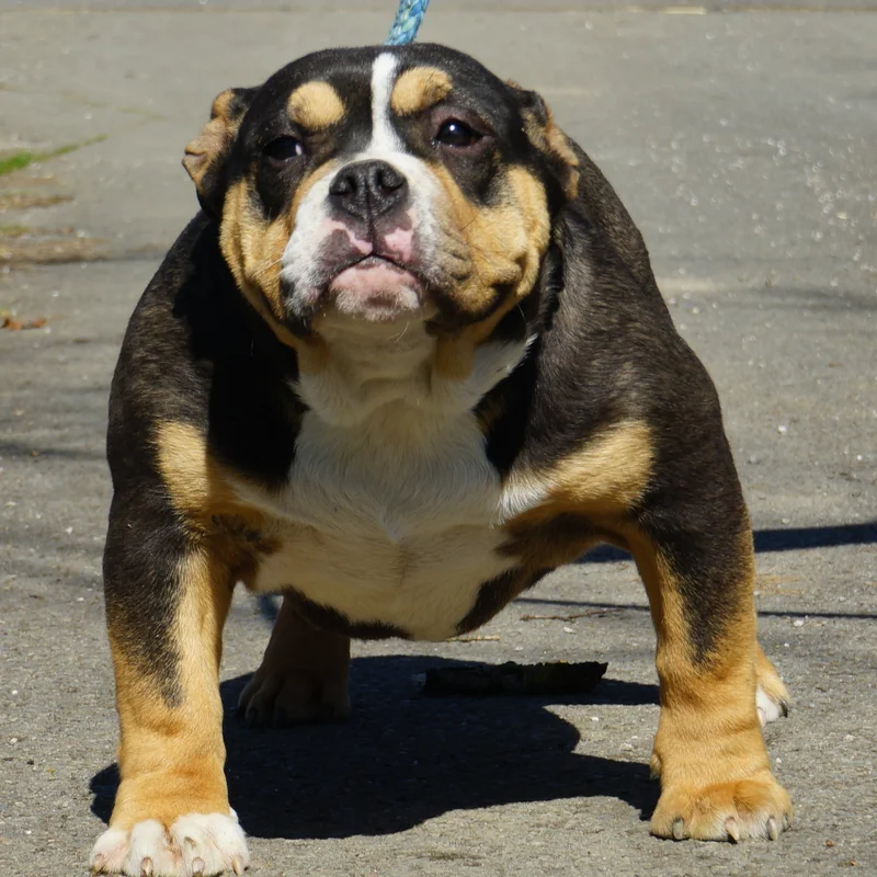 KGF Pepper, American Bully