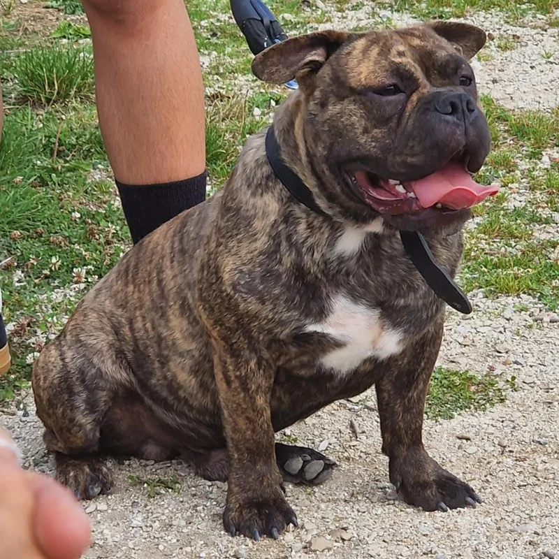 KGF Bully's Drako, American Bully