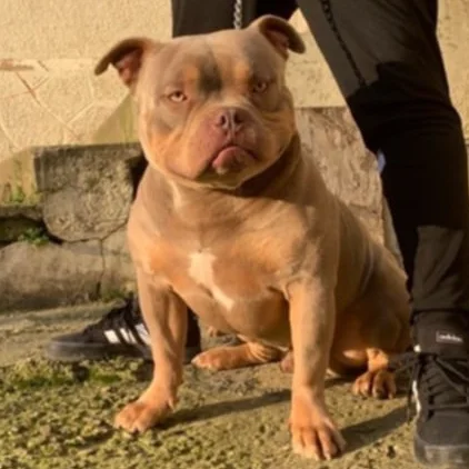 Pumba