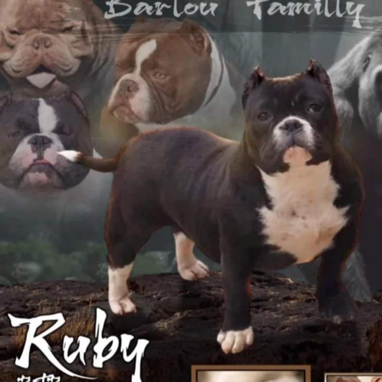 BFB Ruby, American Bully