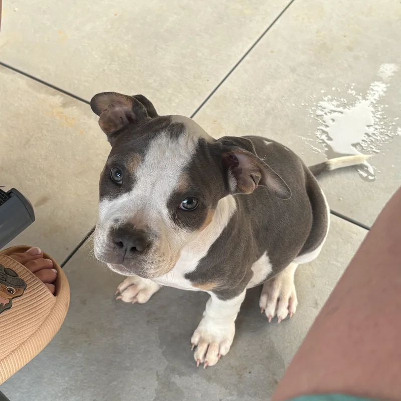 Kira Of Furioza Bull, American Bully