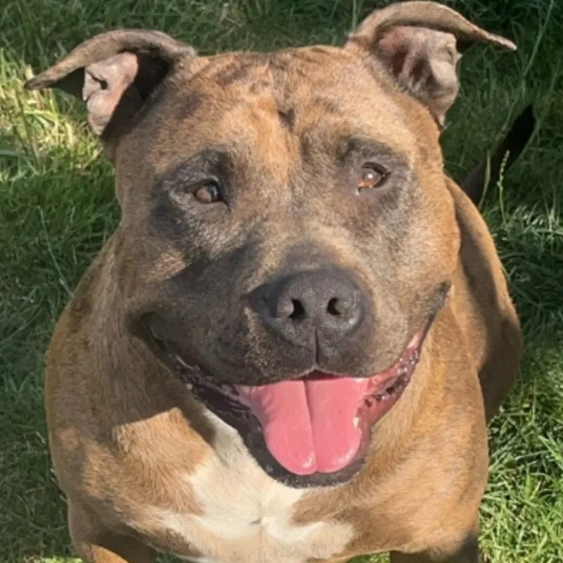Luna, American Bully