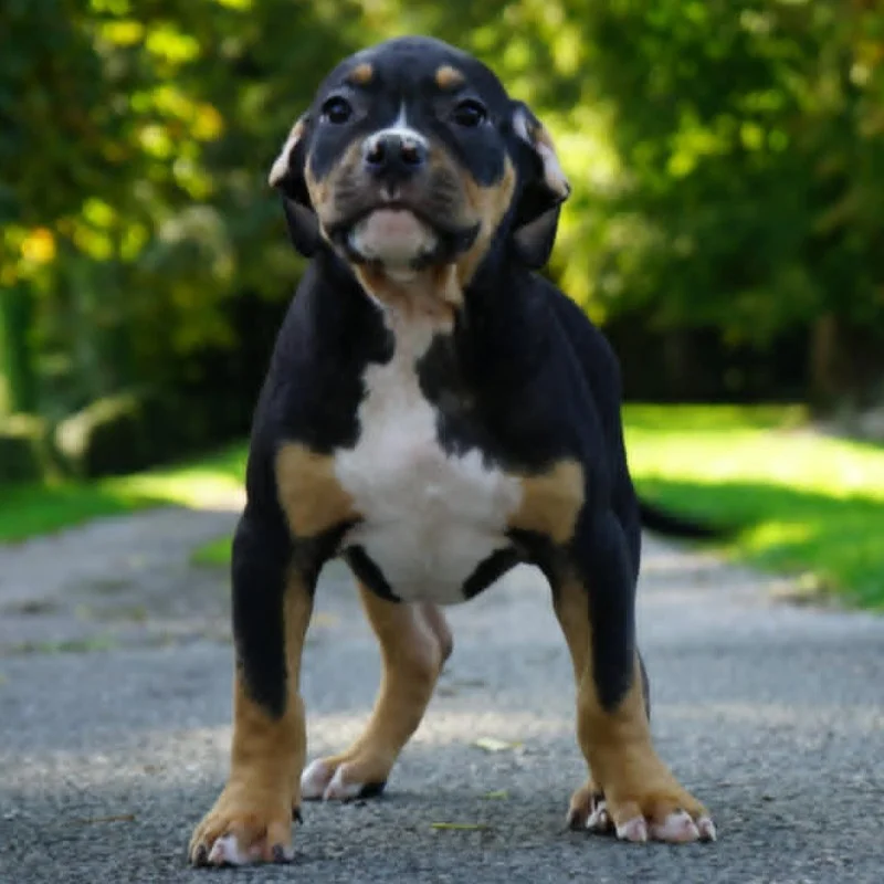 Phoenix Bully's Kennel Austin, American Bully