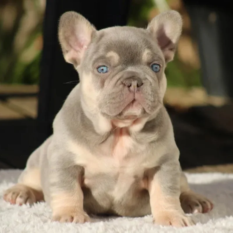 Amaya By SCBC, Bouledogue français