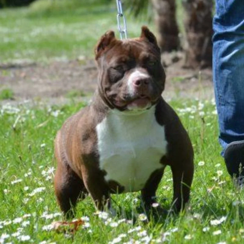 PitBrutus Nikita