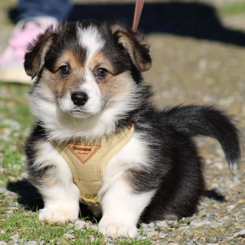 Babette By SCBC - Welsh Corgi Pembroke FBKC