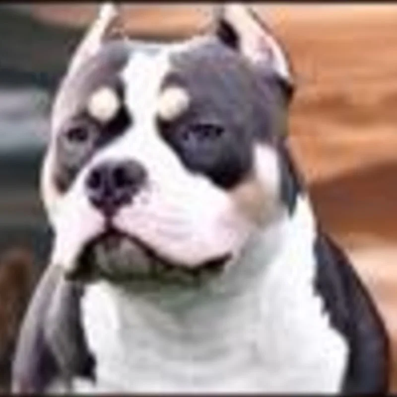 Proudbulliez Kookie Blue