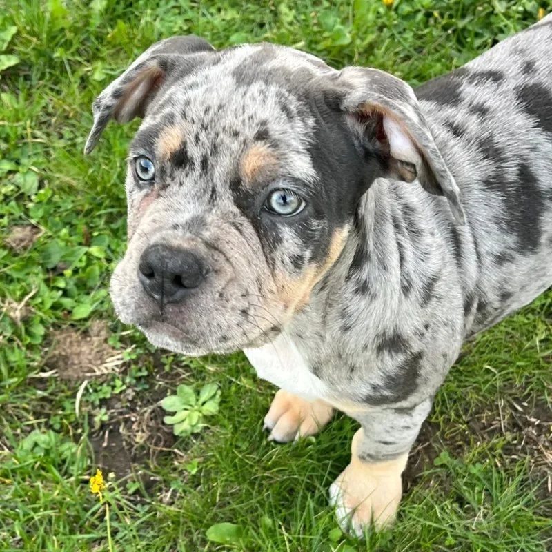 Phoenix Bully's Kennel Dexter, American Bully