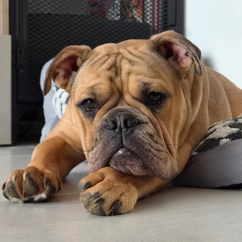 Albert Des Hydres des Mares - Continental Bulldog FBKC