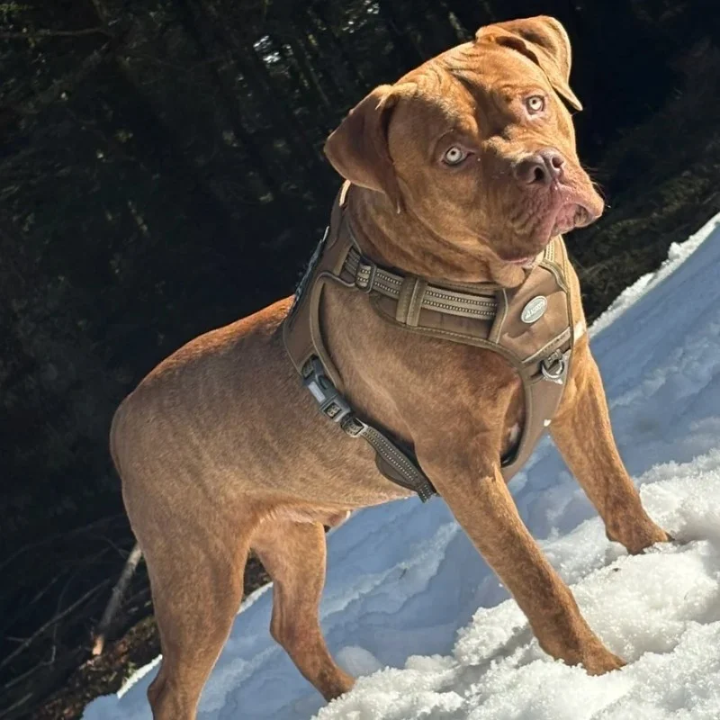 Koba of Furioza Bull, American Bully