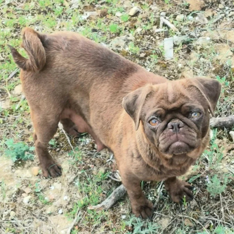 Velours des Mille et un Pug - Pug FBKC