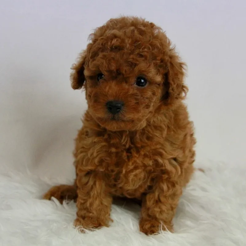 Babouche du Royaume d'Exquise - Caniche FBKC