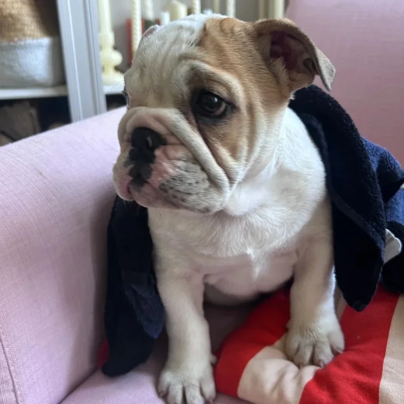 Barney De La Butte de Goliath - Bouledogue anglais FBKC
